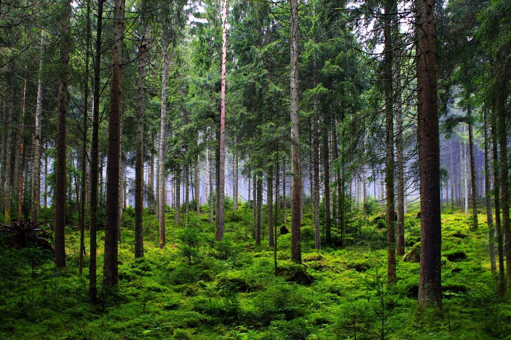 forest, trees, fir trees, woods, wilderness, outdoors, moss, nature, forest, forest, forest, forest, forest, trees-6874717.jpg