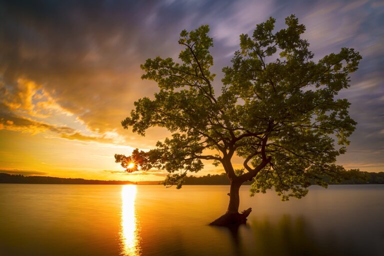 tree, water, lake, landscape, sunset, clouds, weather, tree, tree, nature, tree, tree, tree, sunset, sunset-7215935.jpg