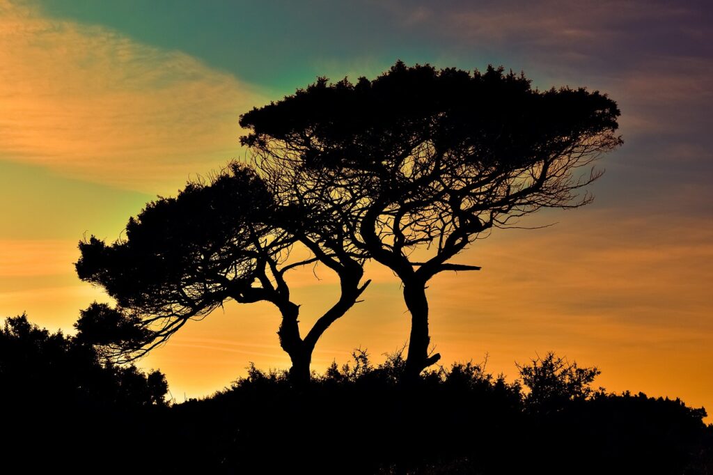 trees, sunset, silhouettes, tree silhouettes, branches, backlighting, dusk, twilight, cyprus, cavo greko, national park, nature, sunset colors, trees, sunset, sunset, sunset, sunset, sunset-1990939.jpg